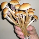 psilocybin2